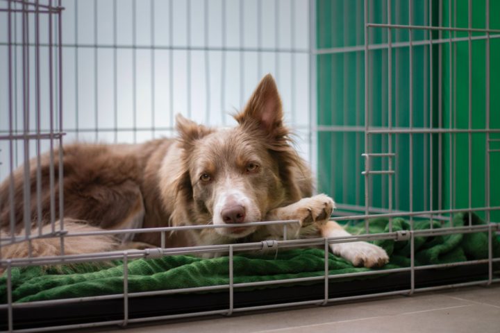 Mistakes to Avoid When Crate Training Your Dog